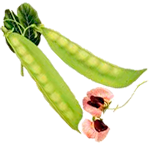 pea