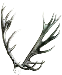 antlers