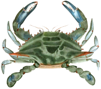 blue crab