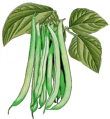 green beans