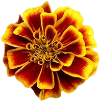 marigold