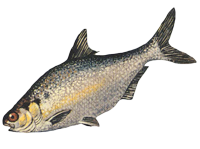 gizzard shad